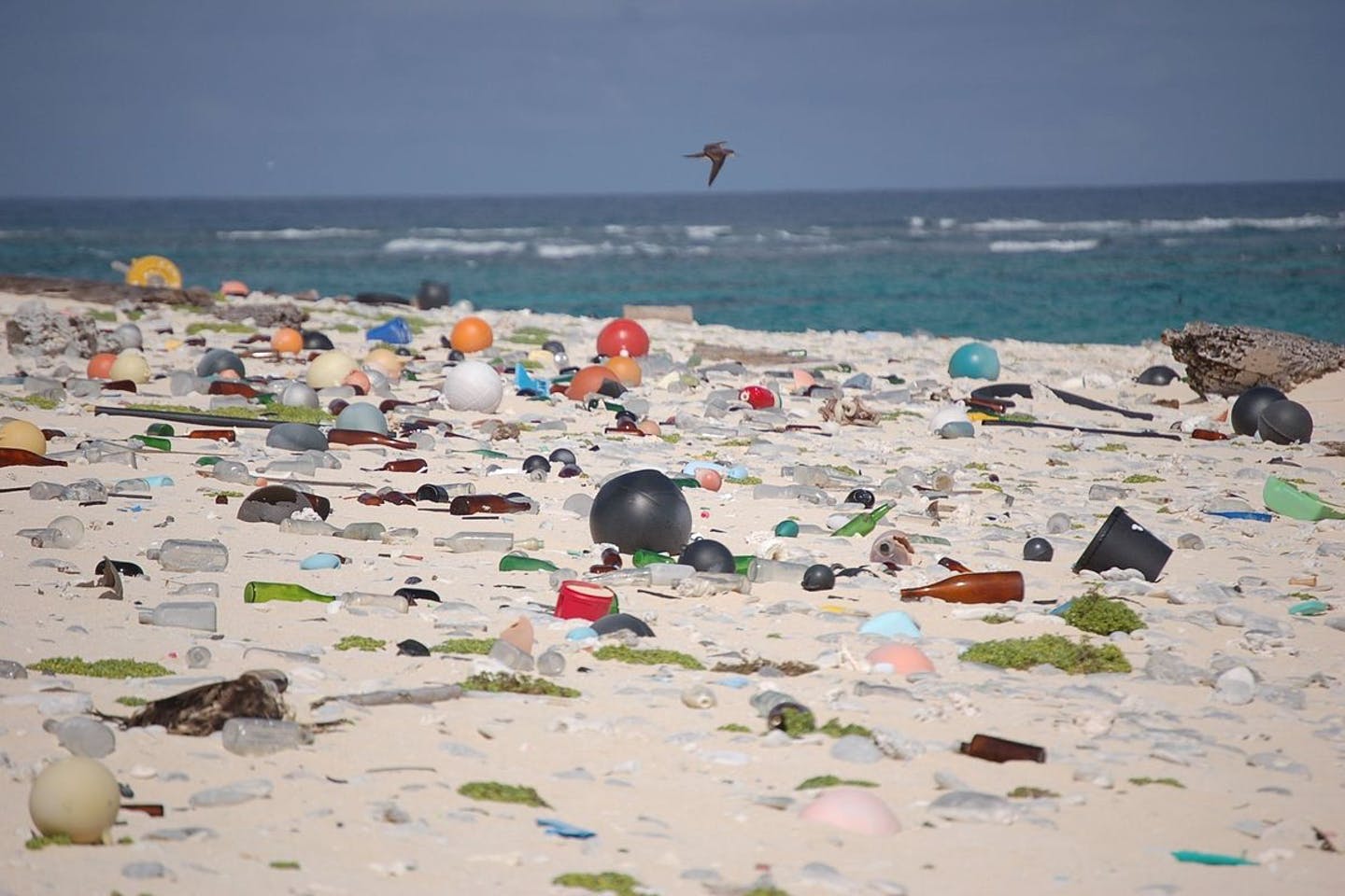 Plastika Ne Oqean | Lexotani